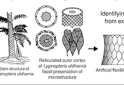 When fossils provide solutions to modern-day problems
